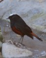 /album/some-overseas-trips/white-capped-water-redstart-corbett-nop-2-jpg/